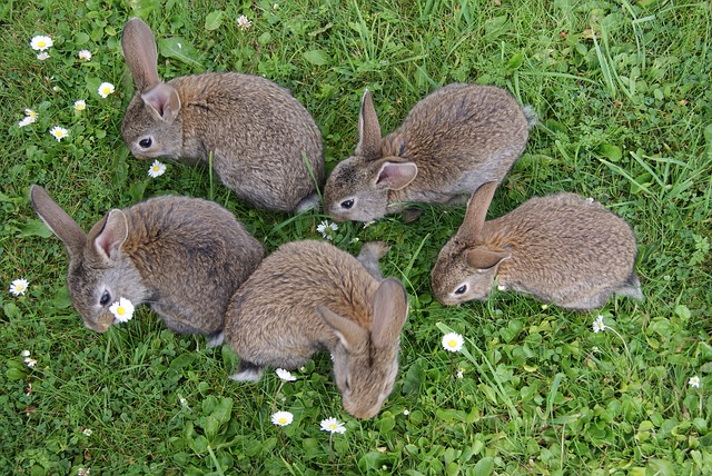 うさぎを多頭飼いするときのポイントと注意点！