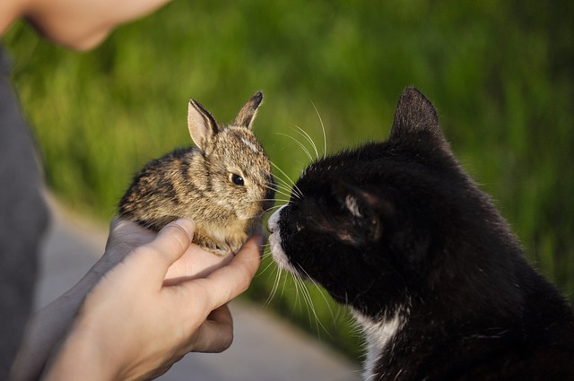 うさぎと猫を一緒に飼うことはできる？同居させる方法と注意点！