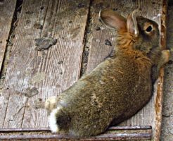 うさぎの匂いは臭い？飼育上で気になるうさぎの匂いのあれこれ！対策は？