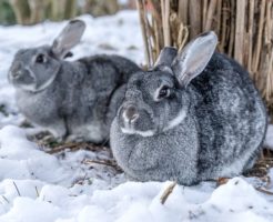 うさぎは寒さに弱い？強い？冬場にできる寒さ対策方法！