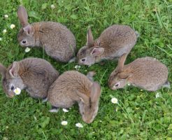 うさぎを多頭飼いするときのポイントと注意点！