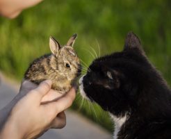 うさぎと猫を一緒に飼うことはできる？同居させる方法と注意点！